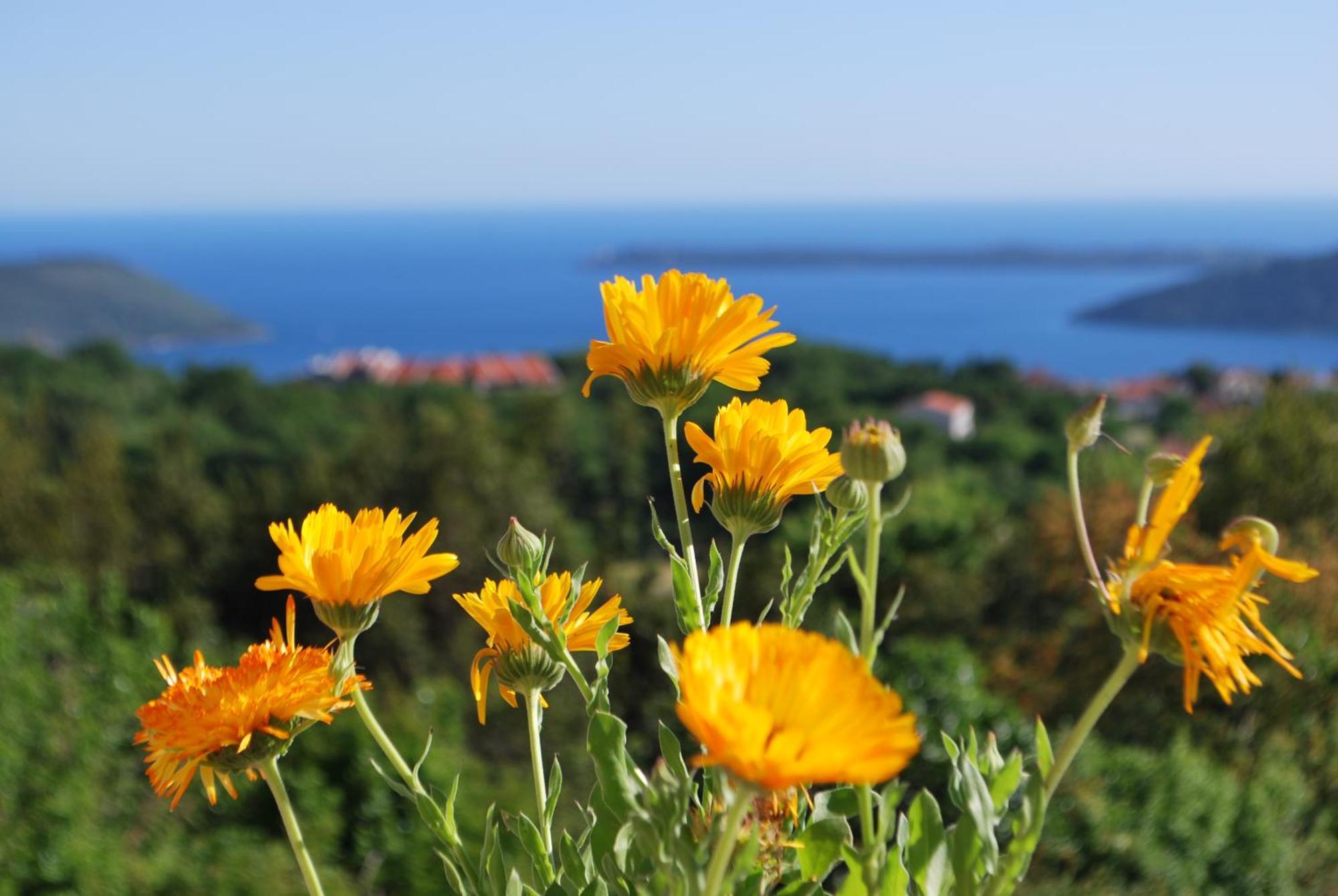 Vila Bella Vista Herceg Novi Kültér fotó